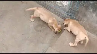 Bullmastiff puppies for sale in Bangalore @9739359830