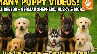 Cute puppy 🥰 🐶 German shepherd long coat #germanshepherd #puppy #dog #pets #cuteanimals #viral #shor