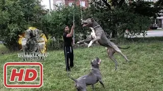 building a flirt pole part 1 muscles exercise pitbull bully exercise ripped