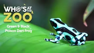 Green & Black Poison Dart Frog | Who&rsquo;s at the Zoo #1 | Drayton Manor Resort