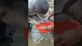 27kg Catla Fish Egg Collection #shorts #trending