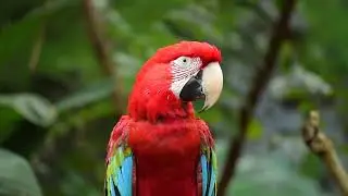 Hidden Beauty of Birds | Parrot, Owl, Peacock, Eagle & More #worldofhiddentruths #naturalbeauty