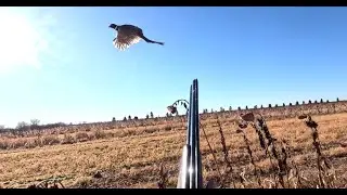 Another Mac-Flushed Rooster 2025