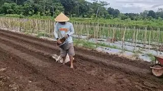 FARMERS&rsquo; SECRET: USING MANURE TO MAKE SOIL FERTILE AND HARVESTS ABUNDANT - Agriculture Farming