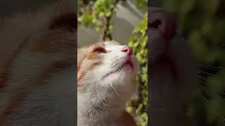 #white #paw #asmr #cat #cute #stray #canon #cutecat #pets #sun #relaxing #orange #ginger #sunbath