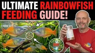 Essential Guide To Feeding Rainbow Fish 101 Freshwater Tropicalfish Planted Aquarium