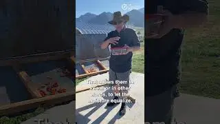 Без электросушилки! Узнайте, как мы сушим абрикосы с помощью солнца