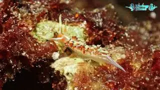 Indian Caloria (Caloria indica) | Diving Blues Camotes Islands Philippines