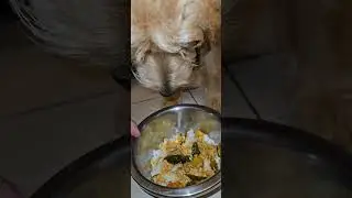 #beloved #dog #doggo #loves to #eat #home #cooked #curry #chicken #rice #shortvideo #shorts #video