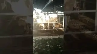 German bull