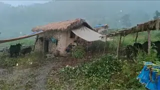 Himalayan Nepali Village |walking in heavy rain|nepali mountain village life |nepalivillagelife BT