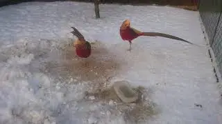 Bażant złocisty/Chrysolophus pictus