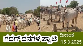 ಗದಗ ದನಗಳ ಪ್ಯಾಟೆ  ದನಗಳ ಮಾರುಕಟ್ಟೆ ಗದಗ  Oxen Market Gadag in Karnataka