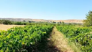 İZMİR TİRE YENİOBA KÖYÜNDE SATILIK ÜZÜM BAĞI VE ŞEFTALİ TARLASI