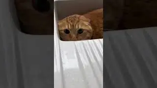 The social anxiety cat just wants to stay alone #funnycats #funnyanimals #petvideos #cat #catsoftikt