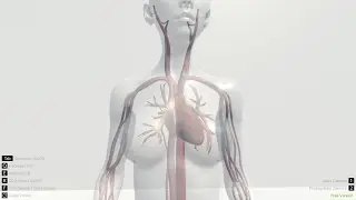Cardiophile heartbeat game by Lunoxinn