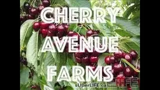 CHERRY AVENUE FARMS ONTARIO CANADA