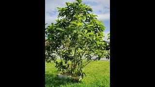 DIY TREE PROTECTOR-PLANTER BOX- WOODEN PLANTER