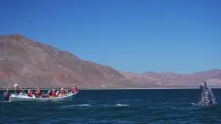 Ocean Wildlife of Baja California