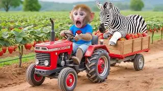 Monkey Nana Harvests Strawberries and Rescues a Horse Trapped by a Large Rock!