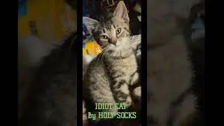 IDIOT CAT | crooner jazz | by Holy Socks  #cats #catlife  #catparent    #kittens #kitties #kitty