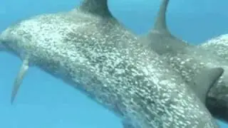 Swimming with Wild Dolphins is a Life-Changing Adventure!