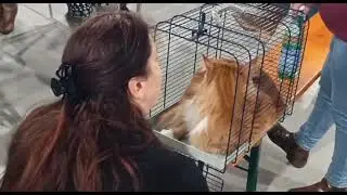 Ferrara celebra i gatti: in fiera è tempo dell’International Cat Show