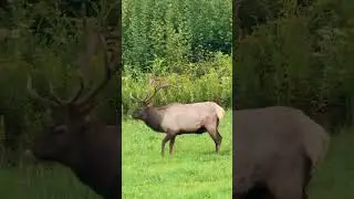 A little romance in Elk country.