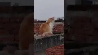 #rock #music #love #song #youtubeshorts #shortvideo #nagmanazmalik #sad #cat #breakup