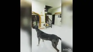 Watch this Merlequin Great Dane scared of himself looking at d mirror 😄😃😅🤣