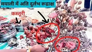 मयाली में अति दुर्लभ रूद्राक्ष 🤭 बिकते नज़र आए /शिव महापुराण कथा मयाली