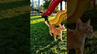 AI dog and cat play in the playground!! #ai #dog #cat #animals #cute #funny #fyp