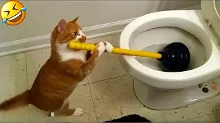 Funniest Cats and Dogs 🐶🐱 | Funny Animal Videos 2025