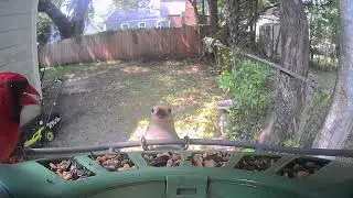 Birdcam Live! Red Bellied Woodpecker vs. Northern Cardinal!