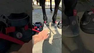 Horse has INSANE shoe collection! 🐴 Equine Fusion shoes #horsesandhumor