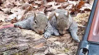 Squirrel Hunting in Pisgah National Forest here in western NC 