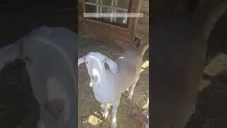 Capre tinere ! 🐐