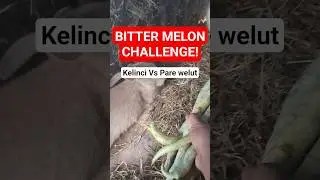Rabbit Tries Bitter Melon for the First Time 😱 Funny Bunny Reaction!  #Shorts #rabbit #bunny