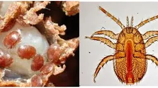 ПЧЁЛЫ 🐝🐝. КЛЕЩ ТРОПИЛАЕЛАПС (Tropilaelaps mercedesae) УГРОЗА ДЛЯ  МЕДОНОСНЫХ ПЧЁЛ.