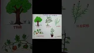 Types of Plants easy drawing