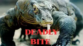 THIS Is the World&rsquo;s Largest Lizard 🦎 | Komodo Dragon