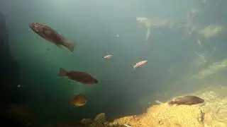 Rainbow fish in natural habitat