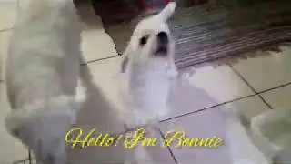 Talking dog Bonnie! Is she howling? Barking? Or simply talking to us in her sweet way? 💞🐶