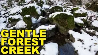 4K Gentle Forest Creek - Relaxing Nature Sounds - ASMR Winter Sounds - Forest Nature Relaxation