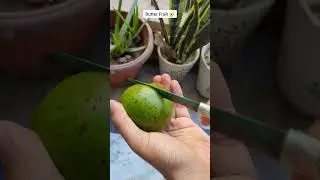 Indian Butter Fruit 🥑 #shorts #avocado #fruit