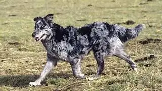 Carea Leones Dog | Facts, History & Characteristics