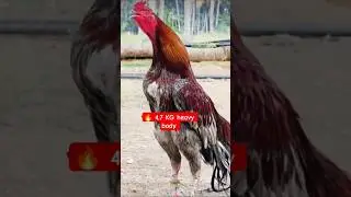 🔥 4.7 KG Heavy Fighter Murga | Power Body King 💪🐓.#shorts #murga #viral #aseel .