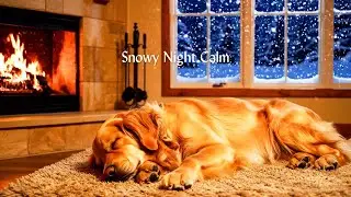Sleeping Golden Retriever | Calm Piano Ambient Music for Night Background