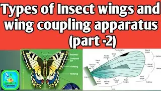 Insect wings and wing coupling apparatus