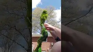 re-doing my fairy leaf shoes